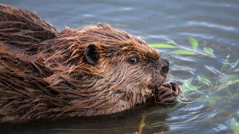 Animal messages – Animal Messages Guide