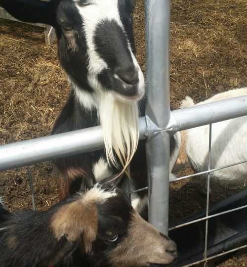 goats