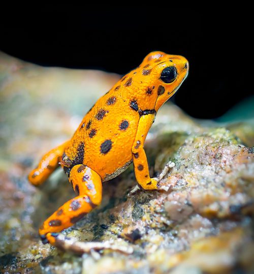 amphibian-animal-biology-674318