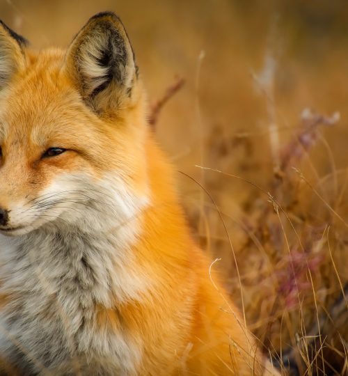 animal-canine-close-up-247399