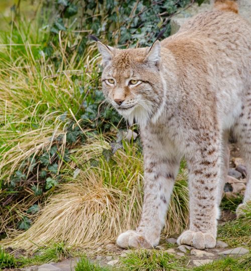 animal-carnivore-cat-146045