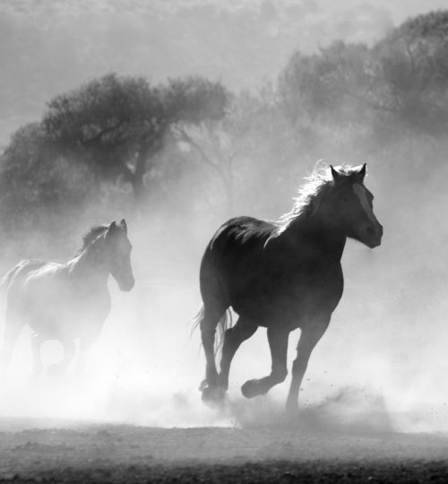 wild horses