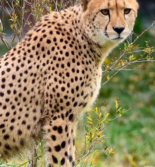 cheetah-sitting-big-cat-feline-162313