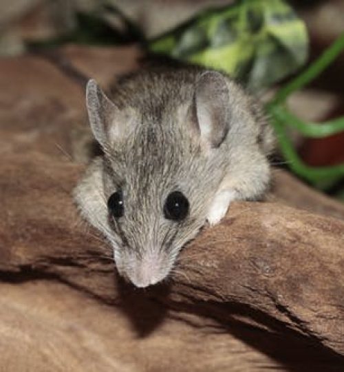 mastomys-mouse-lying-persisting-46966